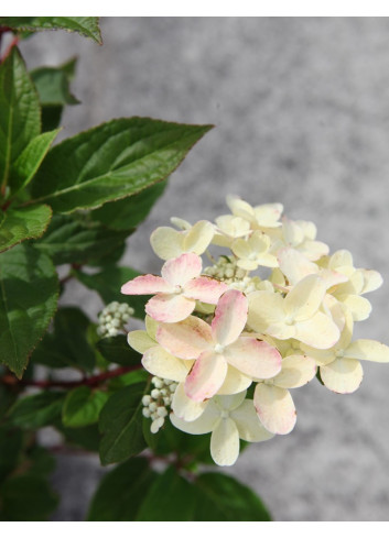 HYDRANGEA paniculata POLESTAR