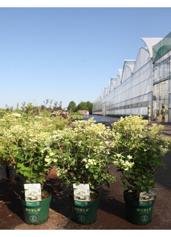 HYDRANGEA paniculata POLESTAR En pot de 3-4 litres