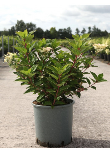 HYDRANGEA paniculata POLESTAR En pot de 10-12 litres