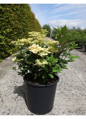 HYDRANGEA paniculata POLESTAR En pot de 25-30 litres