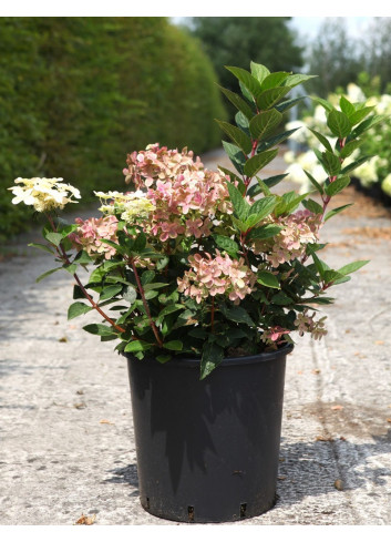 HYDRANGEA paniculata POLESTAR En pot de 25-30 litres