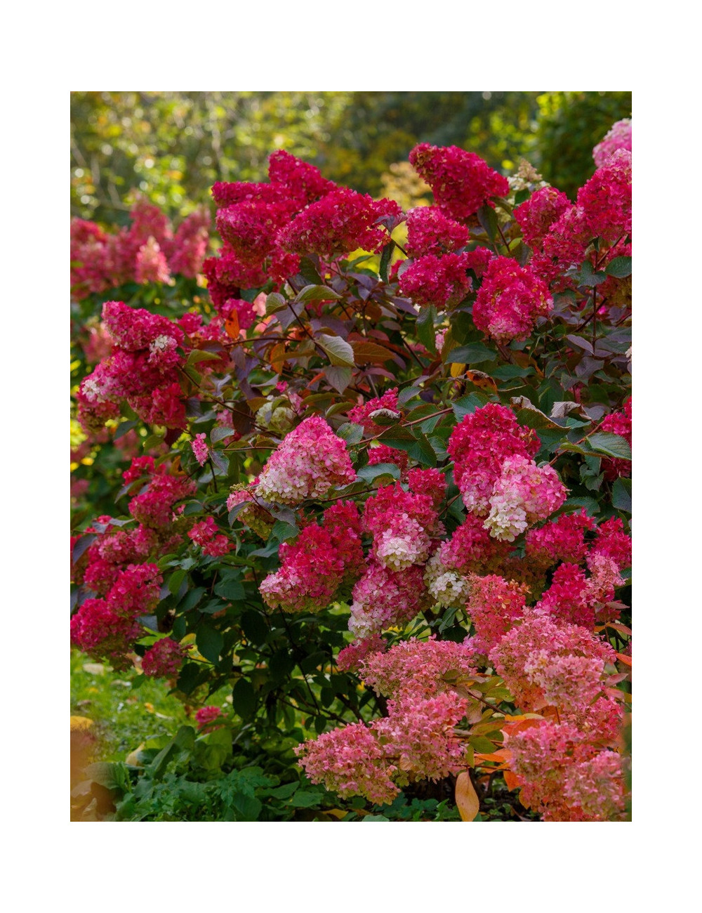 HYDRANGEA paniculata WIM'S RED