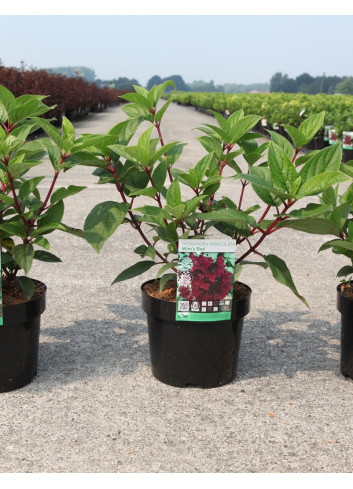 HYDRANGEA paniculata WIM'S RED En pot de 3-4 litres