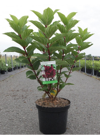 HYDRANGEA paniculata WIM'S RED En pot de 10-12 litres