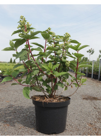 HYDRANGEA paniculata WIM'S RED En pot de 10-12 litres