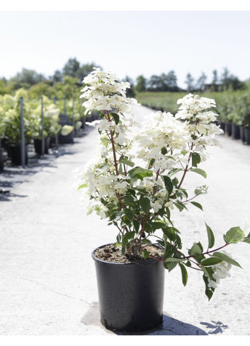 HYDRANGEA paniculata WIM'S RED En pot de 10-12 litres