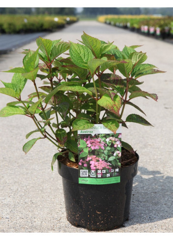 HYDRANGEA serrata AVELROZ En pot de 3-4 litres