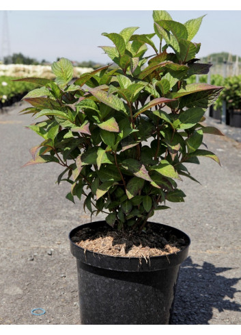 HYDRANGEA serrata ALVEROZ En pot de 10-12 litres