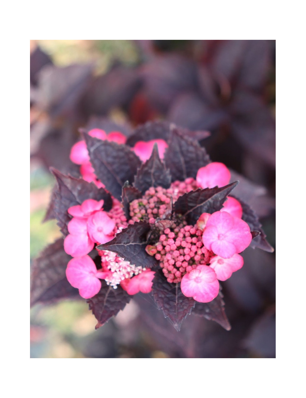 HYDRANGEA serrata DAREDEVIL