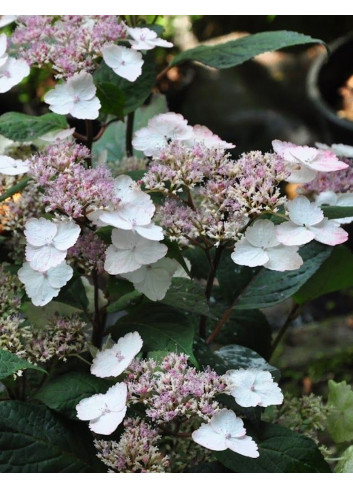 HYDRANGEA serrata INTERMEDIA