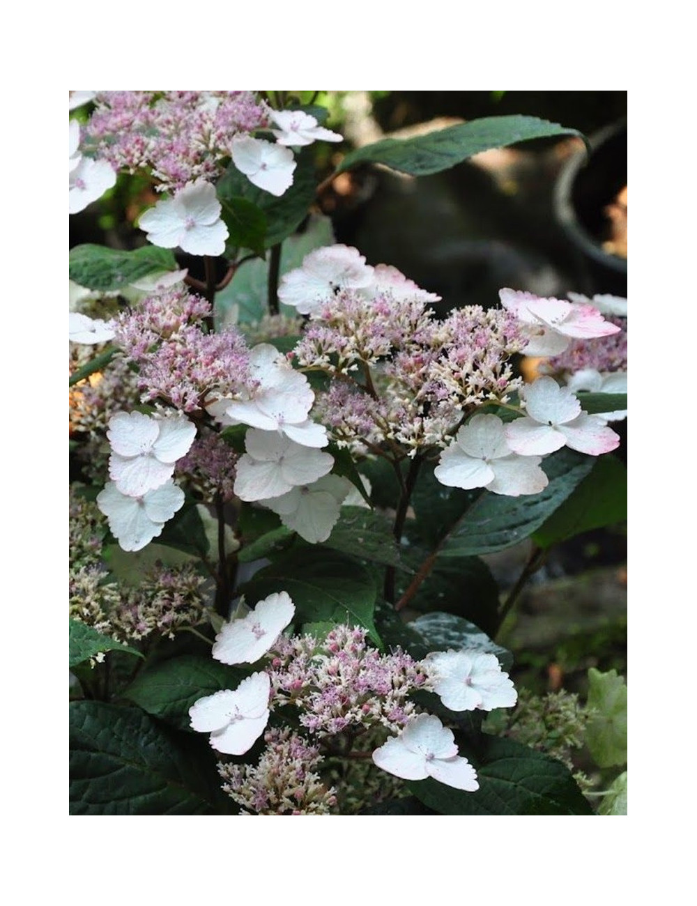 HYDRANGEA serrata INTERMEDIA