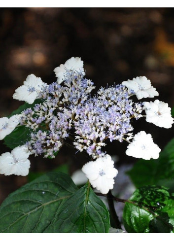 HYDRANGEA serrata INTERMEDIA