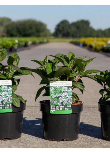 HYDRANGEA serrata INTERMEDIA En pot de 3-4 litres