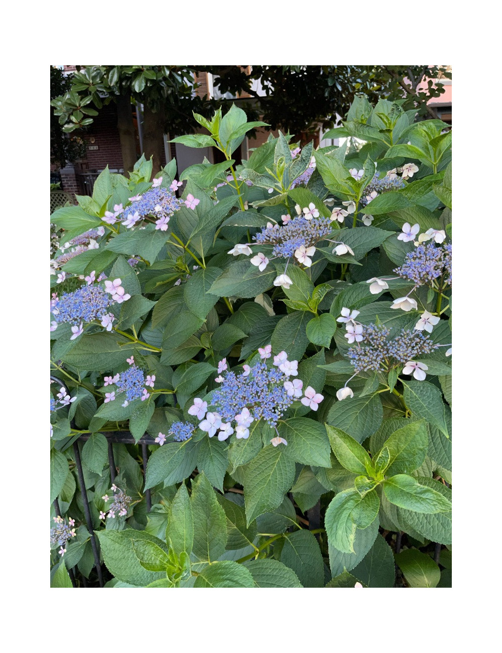 HYDRANGEA serrata MAGIC SEDUCTION