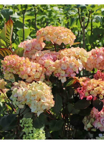 HYDRANGEA serrata PREZIOSA