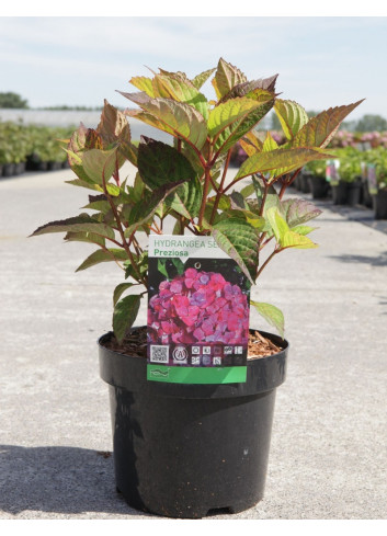 HYDRANGEA serrata PREZIOSA En pot de 3-4 litres