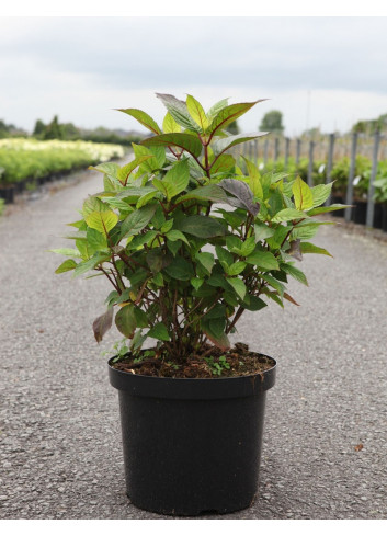 HYDRANGEA serrata PREZIOSA En pot de 10-12 litres