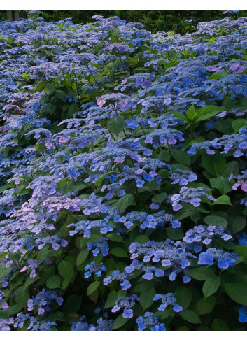 HYDRANGEA serrata VEERLE