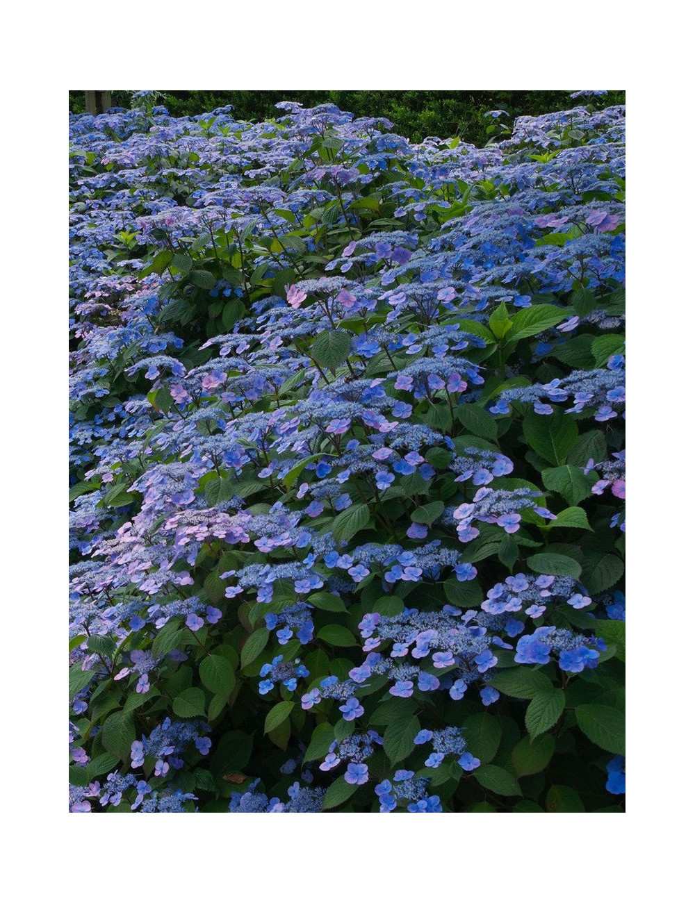 HYDRANGEA serrata VEERLE