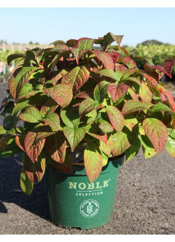 HYDRANGEA serrata VEERLE En pot de 10-12 litres