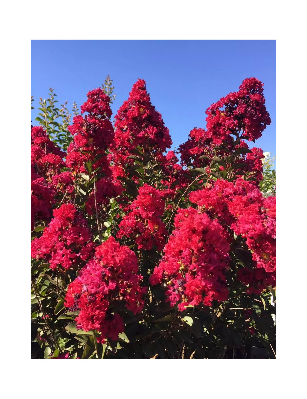 LAGERSTROEMIA DOUBLE FEATURE