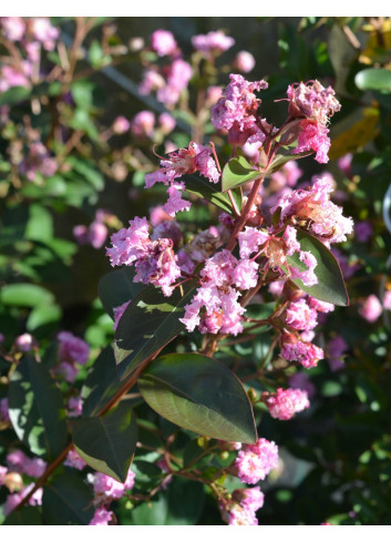 LAGERSTROEMIA MARDI GRAS