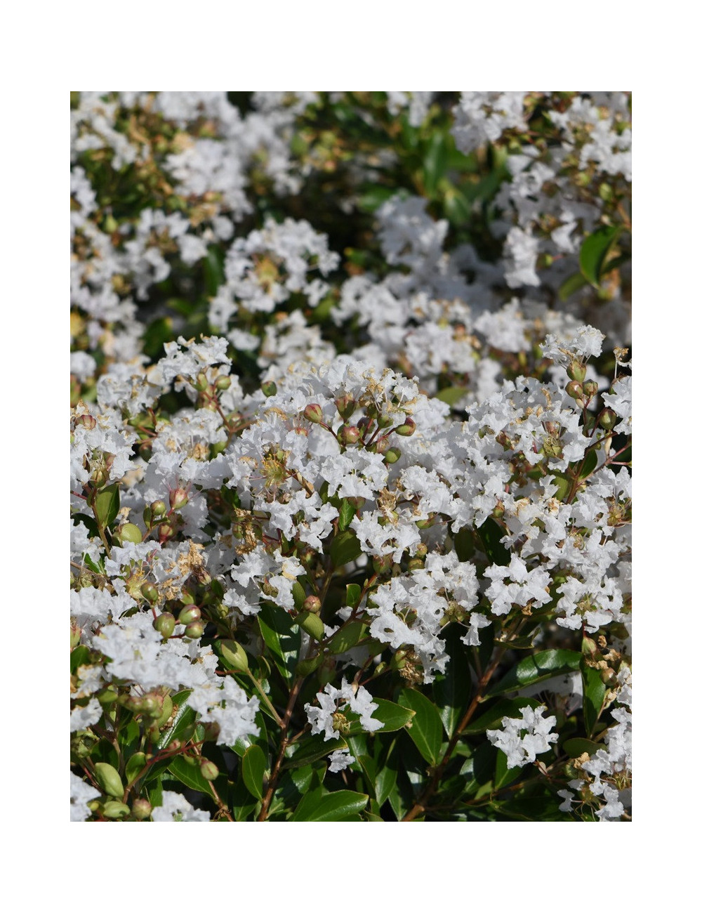 LAGERSTROEMIA PIXIE WHITE