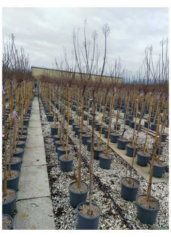 LAGERSTROEMIA En pot de 15-20 litres forme tige hauteur du tronc 130-140 cm