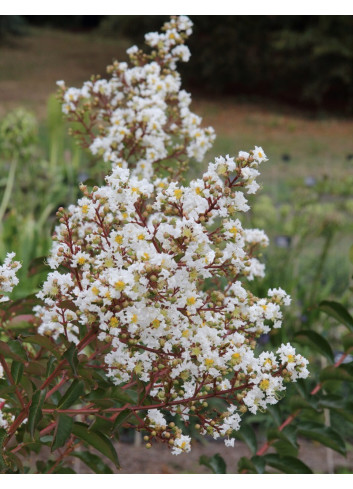 LAGERSTROEMIA WHITE CHOCOLATE