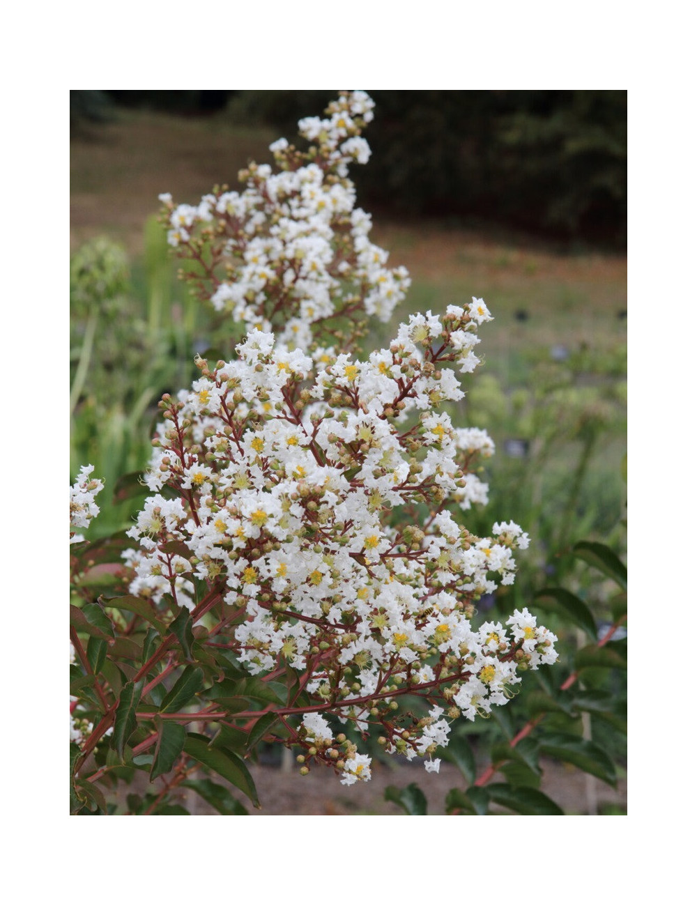 LAGERSTROEMIA WHITE CHOCOLATE