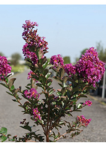 LAGERSTROEMIA PURPLE STAR