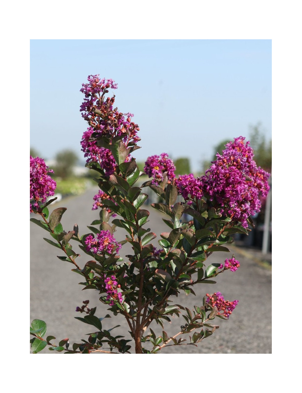 LAGERSTROEMIA PURPLE STAR