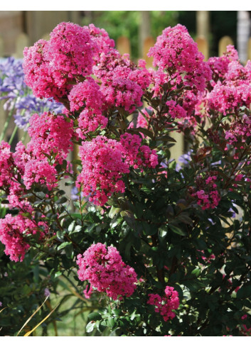 LAGERSTROEMIA WITH LOVE GIRL