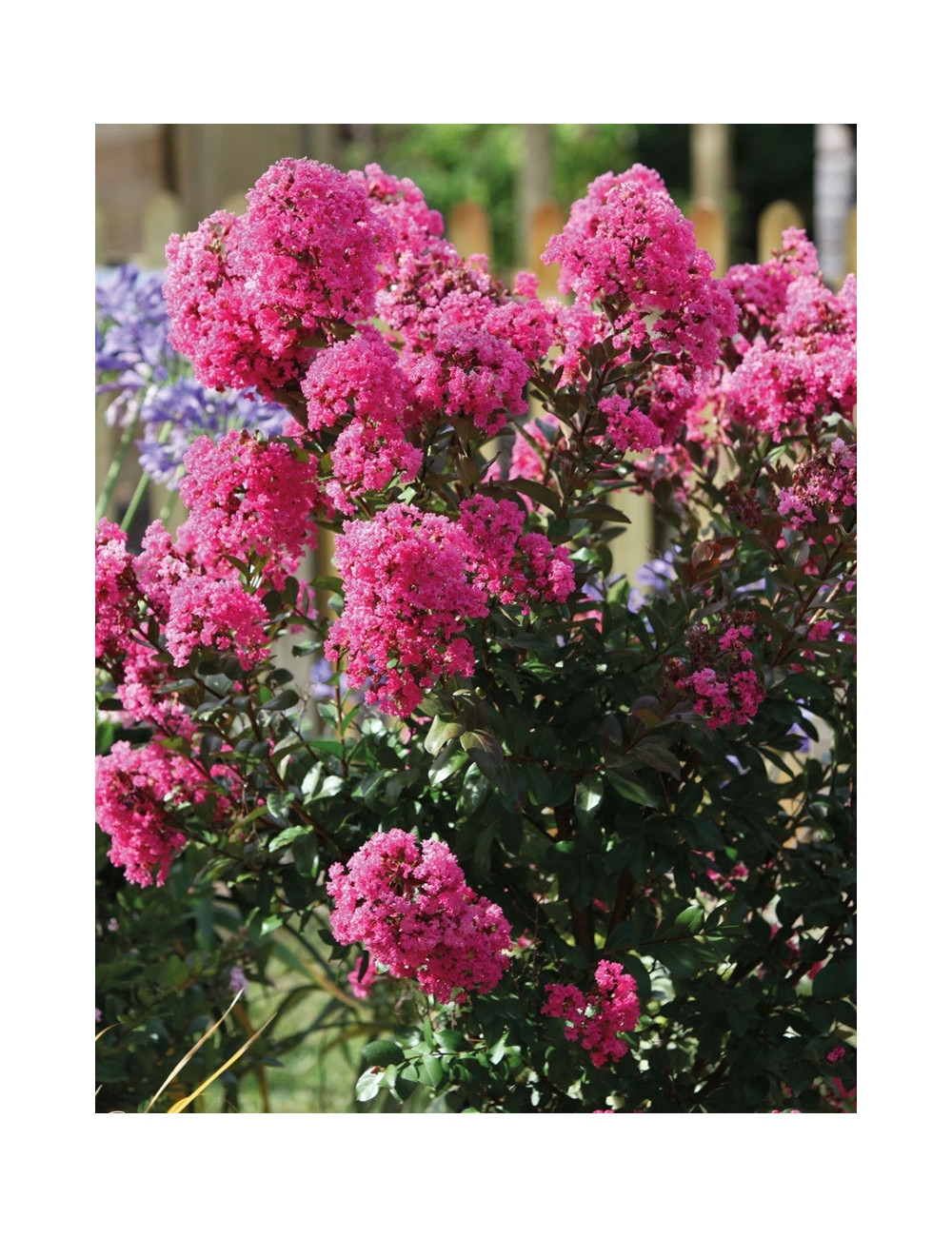 LAGERSTROEMIA WITH LOVE GIRL