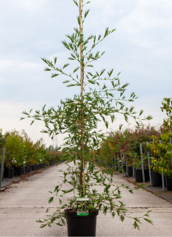 ALNUS glutinosa IMPERIALIS En pot de 12-15 litres baliveau hauteur 150-175 cm