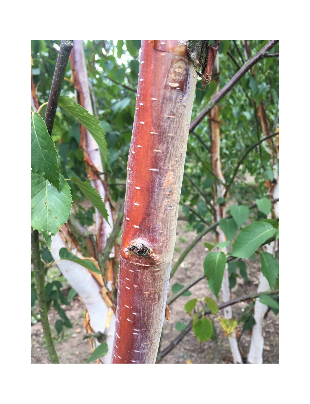 BETULA albosinensis FASCINATION