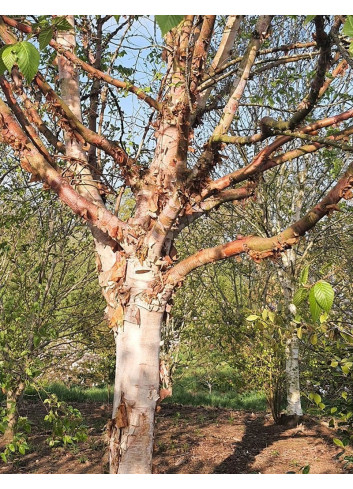 BETULA albosinensis FASCINATION