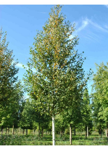 BETULA albosinensis FASCINATION