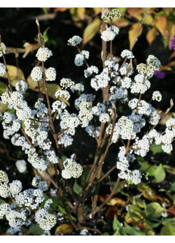 CALLICARPA bodinieri MAGICAL SNOWQUEEN®