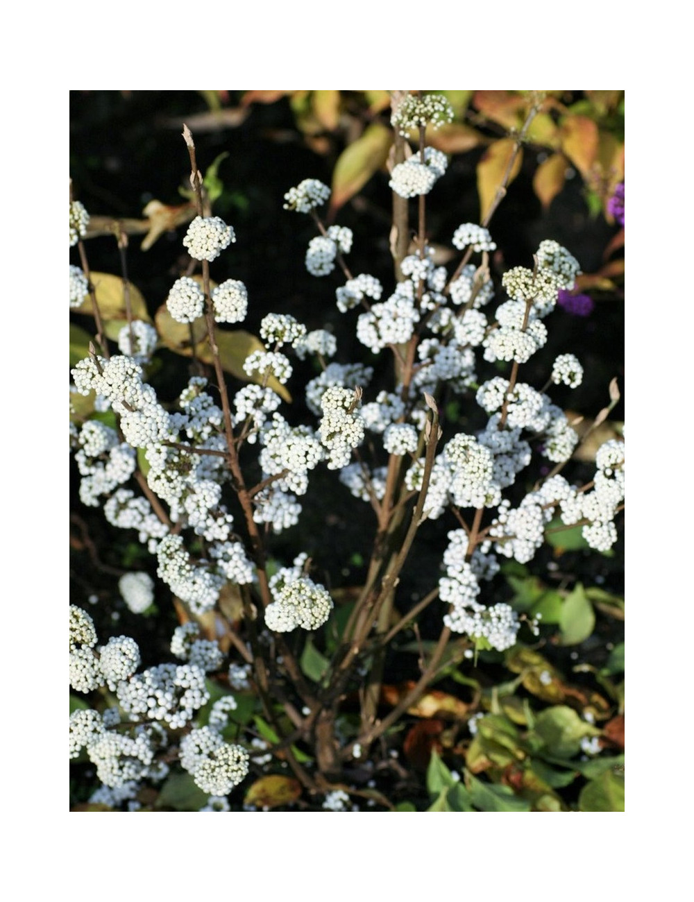 CALLICARPA bodinieri MAGICAL SNOWQUEEN®