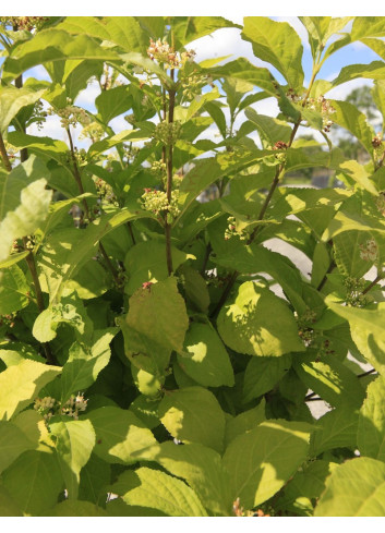 CALLICARPA bodinieri MAGICAL SNOWQUEEN®