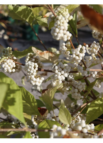 CALLICARPA bodinieri MAGICAL SNOWQUEEN®