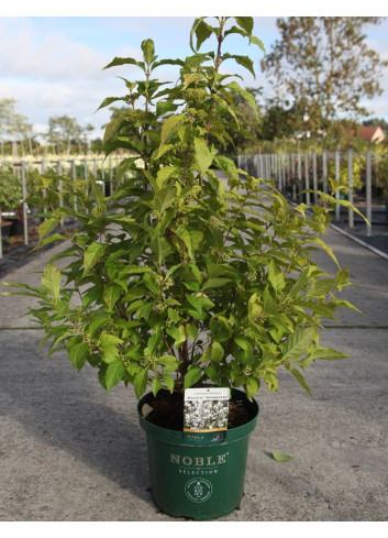 CALLICARPA bodinieri MAGICAL SNOWQUEEN® En pot de 10-12 litres