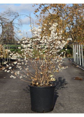 CALLICARPA bodinieri MAGICAL SNOWQUEEN® En pot de 25-30 litres