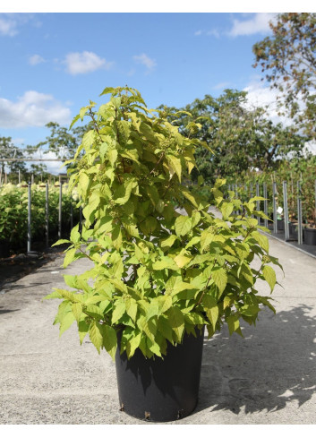 CALLICARPA bodinieri MAGICAL SNOWQUEEN® En pot de 25-30 litres