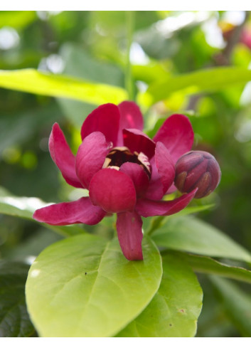 CALYCANTHUS APHRODITE®