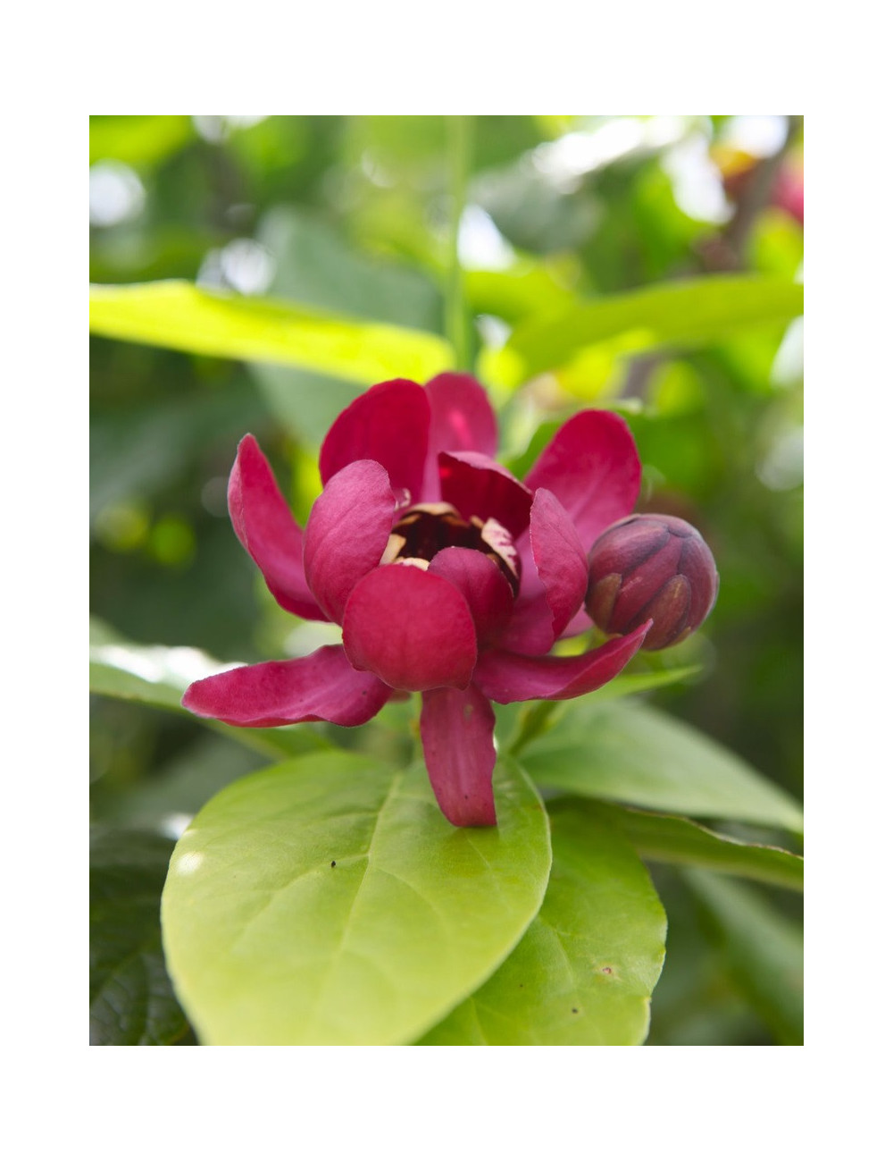 CALYCANTHUS APHRODITE®