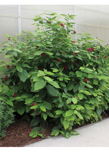 CALYCANTHUS APHRODITE®