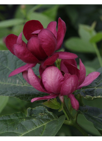 CALYCANTHUS APHRODITE®