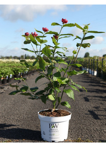 CALYCANTHUS APHRODITE® En pot de 10-12 litres